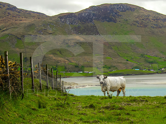 Kylemore Abbey 00015