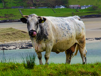 Kylemore Abbey 00016