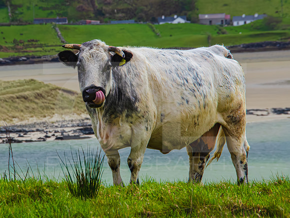 Kylemore Abbey 00016