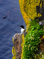 Carrick-A-Rede Rope Bridge 00015