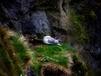Carrick-A-Rede Rope Bridge 00014