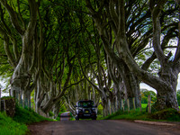 Tunnel Of Trees 0004