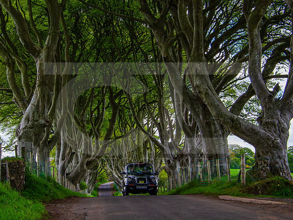 Tunnel Of Trees 0004