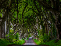 Tunnel Of Trees 0003