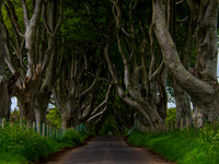 Tunnel Of Trees 0005
