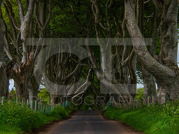 Tunnel Of Trees 0005
