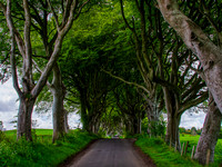 Tunnel Of Trees 0002