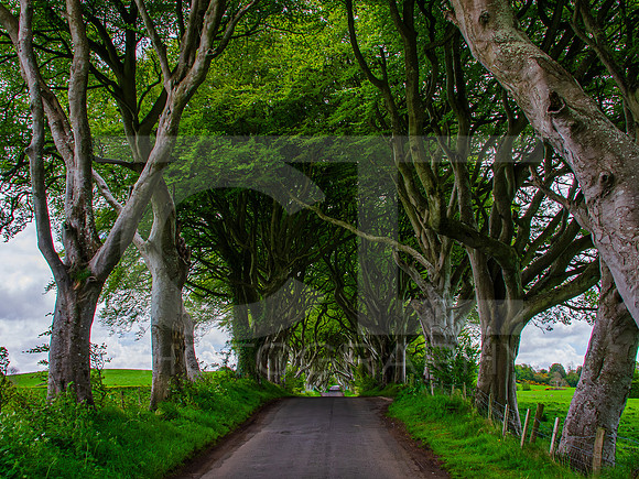Tunnel Of Trees 0002