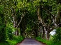 Tunnel Of Trees 0001