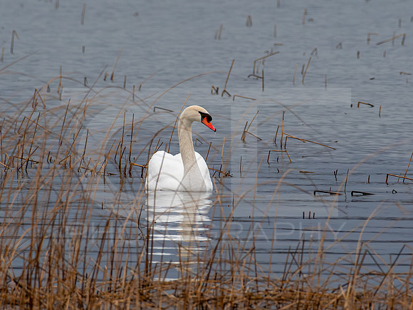 Mute Swan 0001