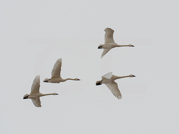 Trumpeter Swan 0001