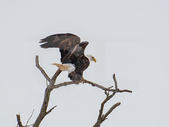 American Eagle 0003