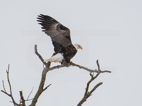 American Eagle 0004