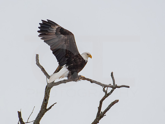 American Eagle 0005