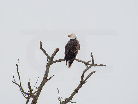 American Eagle 0001