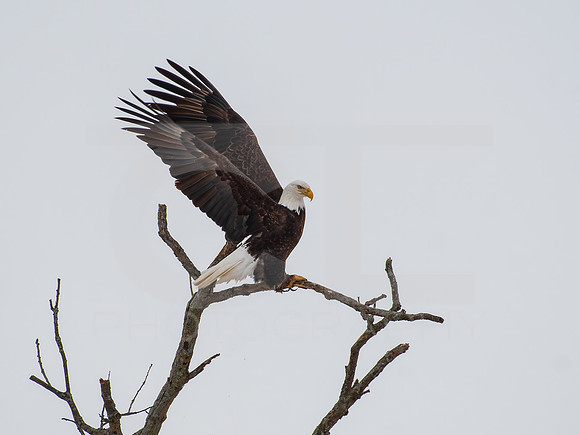 American Eagle 0006