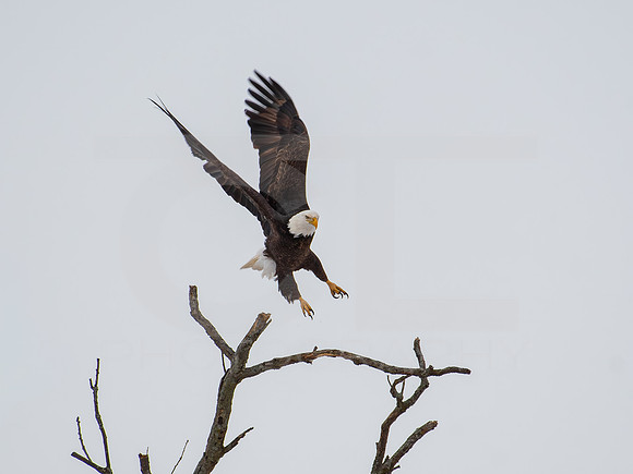 American Eagle 0008