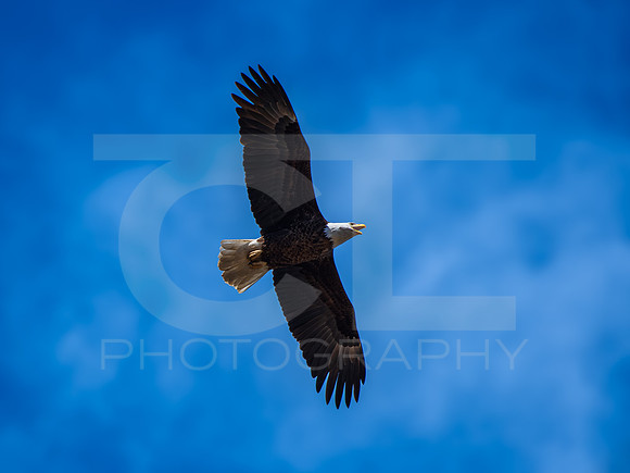 American Eagle 00014