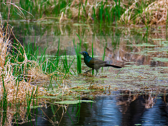 Common Grackle 0001
