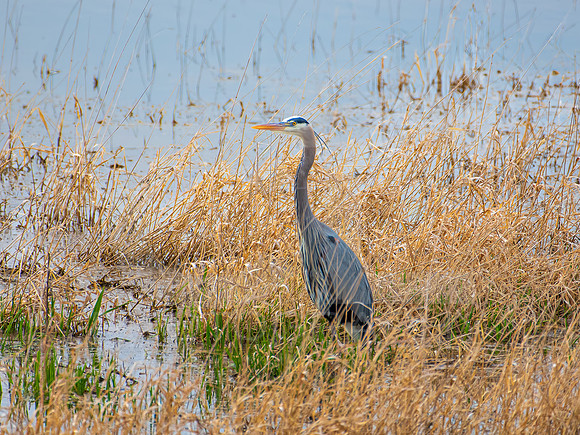 Great Blue Heron 0004