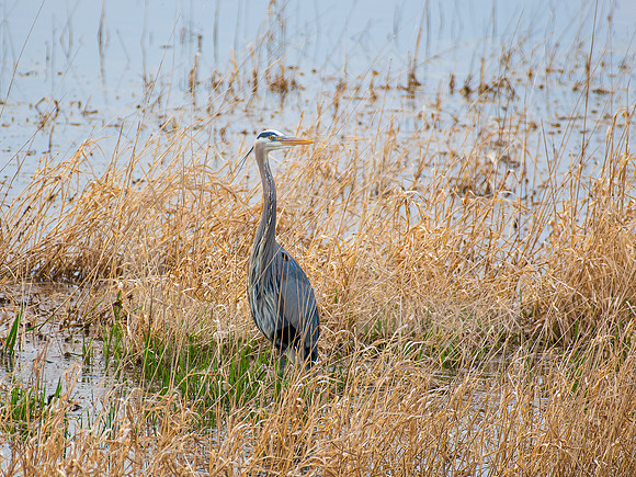 Great Blue Heron 0005