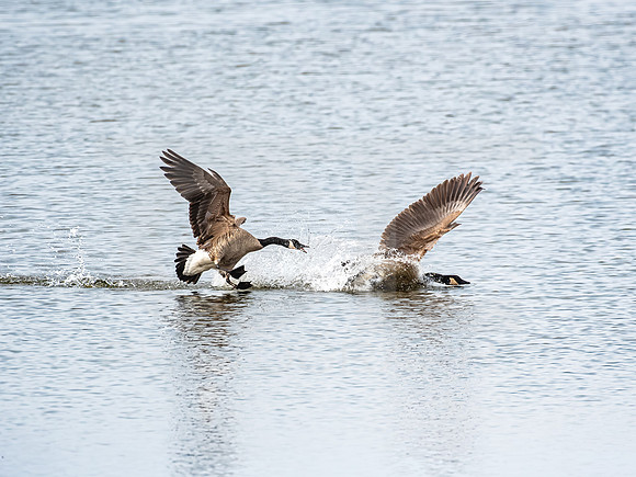Canada Goose 0001