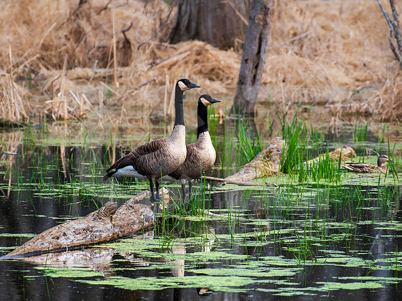 Canada Goose 0002