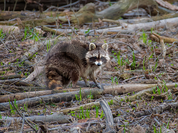 Raccoon 0001