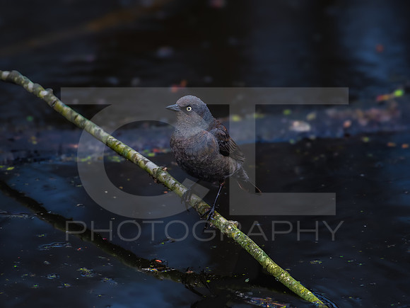 Rusty Blackbird 0002