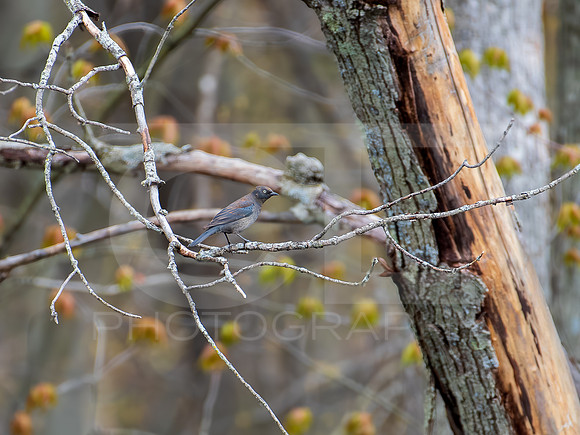 Rusty Blackbird 0001