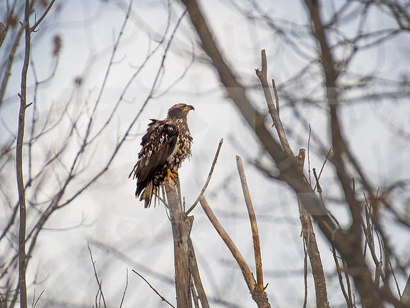 American Eagle- Juvenile 0008