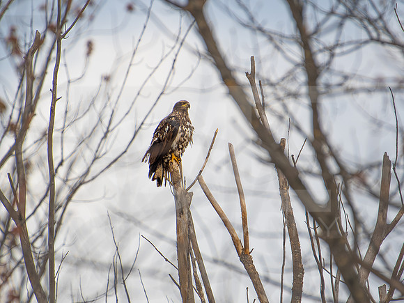 American Eagle- Juvenile 0009