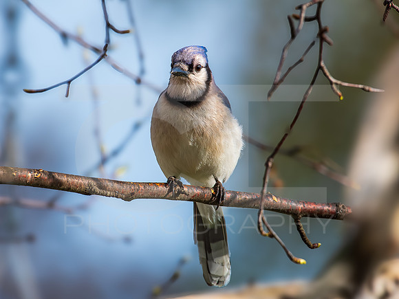 Blue Jay 0002