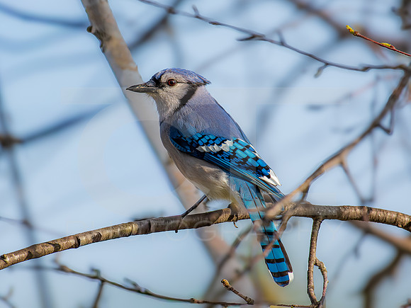 Blue Jay 0001