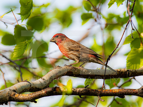 Purple Finch 0001