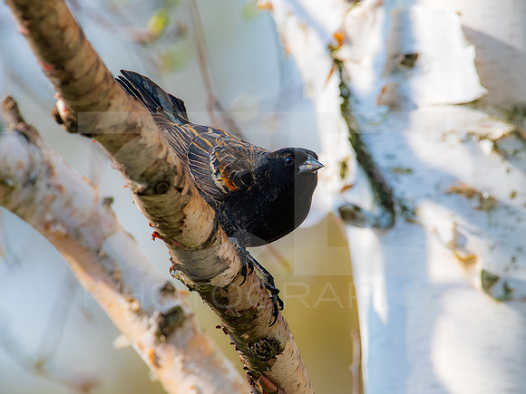 Redwinged Blackbird 0001