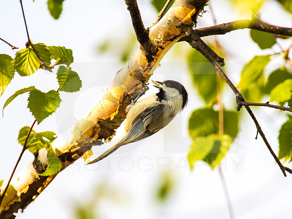 Chickadee 0001