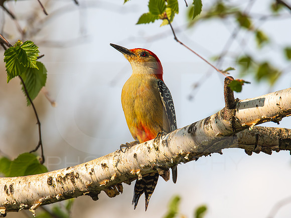 Redbellied Woodpecker 0001