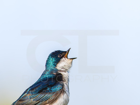 Tree Swallow 0001