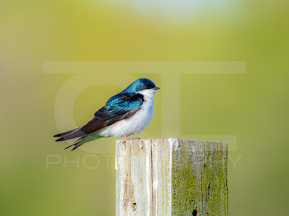 Tree Swallow 0004