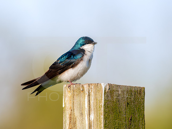 Tree Swallow 0002