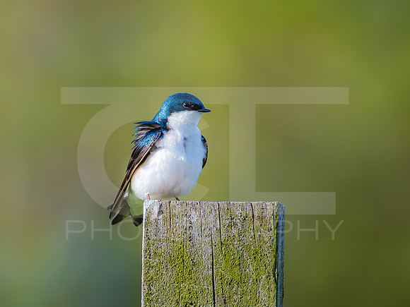 Tree Swallow 0003