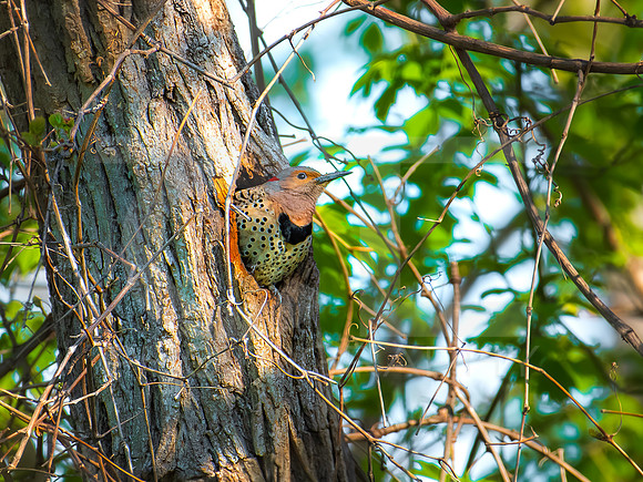 Northern Flicker 0002