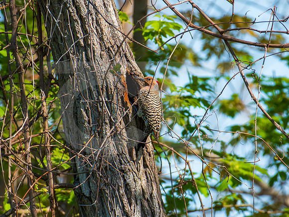 Northern Flicker 0003