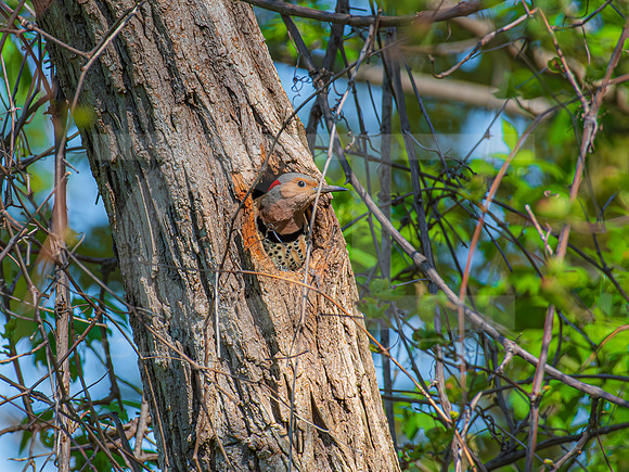Northern Flicker 0001