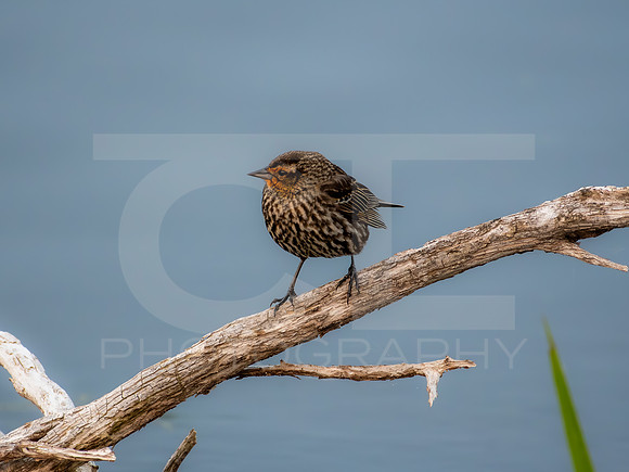Redwinged Blackbird 0002