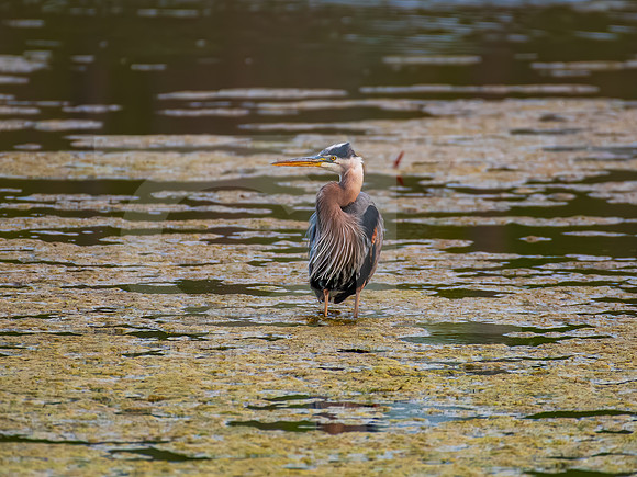 Great Blue Heron 0006