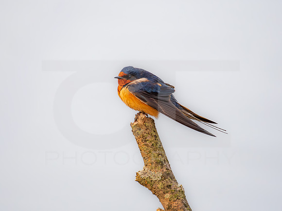Barn Swallow 0002