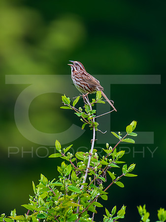 Song Sparrow 0001
