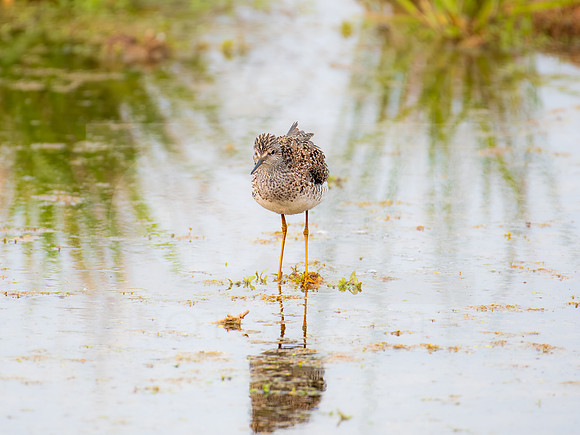 Pectoral Sandpiper 0001